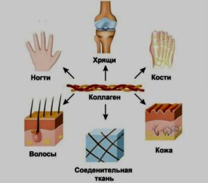 коллаген