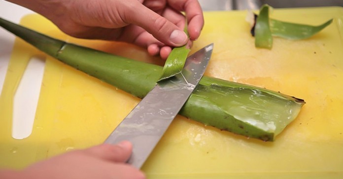 aloe vera